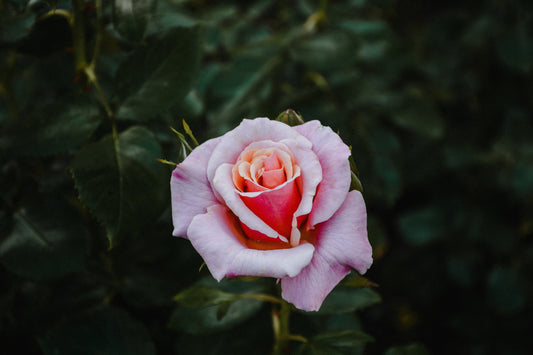 La fibre de pétales de roses — L’alternative végane et poétique à la soie