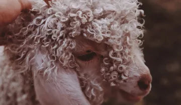 LO NEEL labélisé par PETA