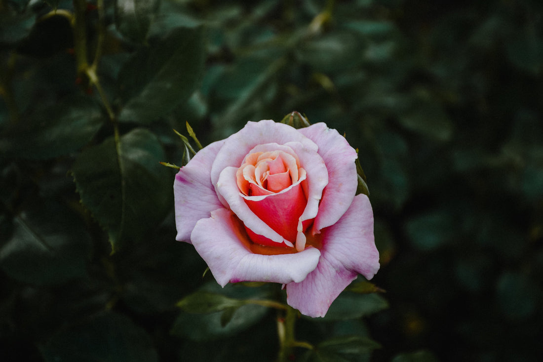 La fibre de pétales de roses — L’alternative végane et poétique à la soie