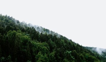 #5 Deforestation