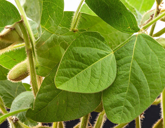 La fibre de soja bio – Une matière végétale, douce et durable signée LO NEEL