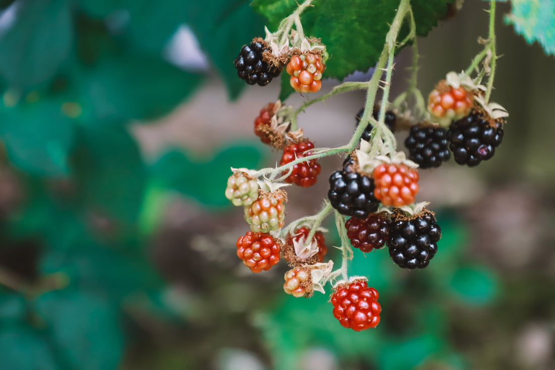 La fibre de mûrier Bio : Une alternative écologique et éthique au cuir animal