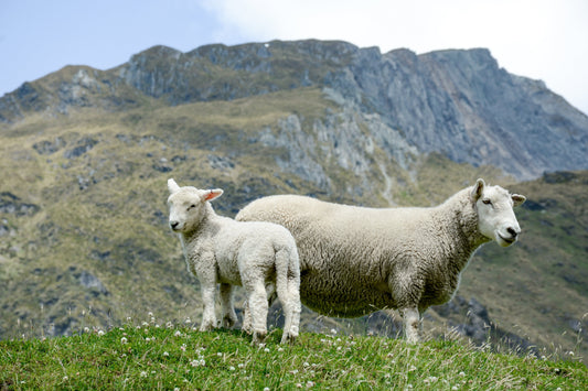 LO NEEL x PETA : Une mode 100 % cruelty-free