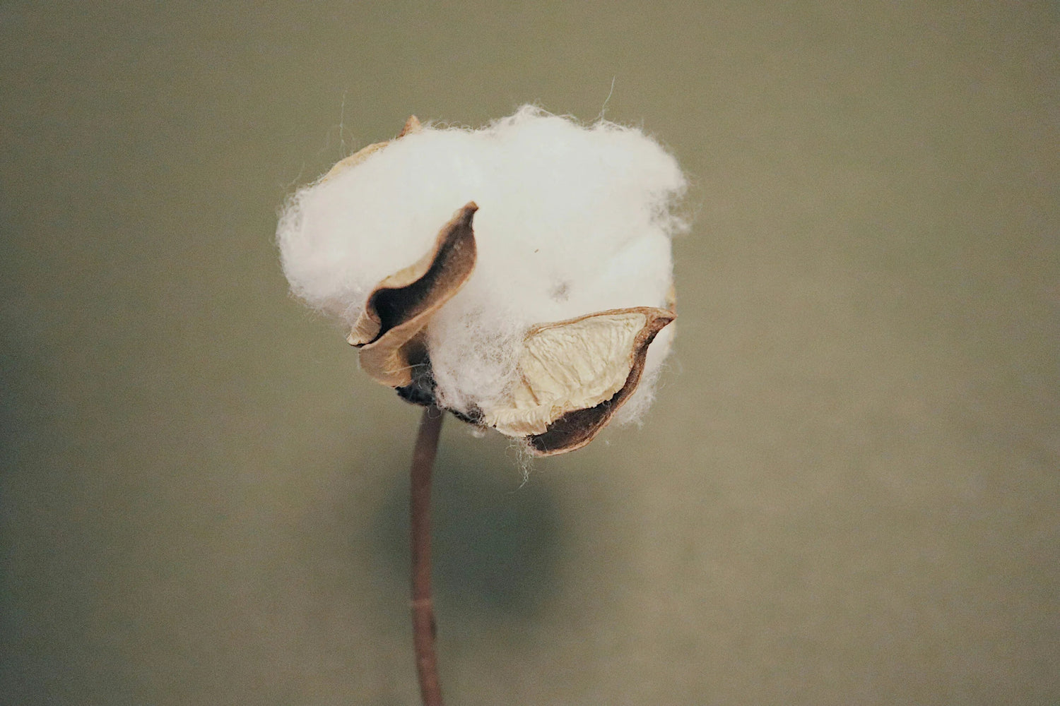 Créations en Coton Bio