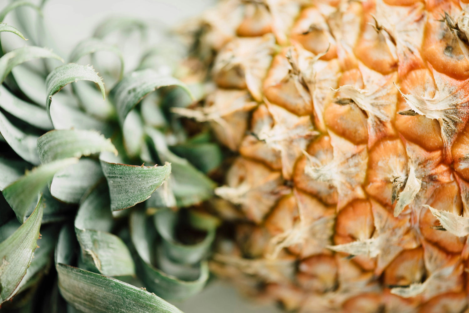 Ananas fibre vegan alternative au cuir animal