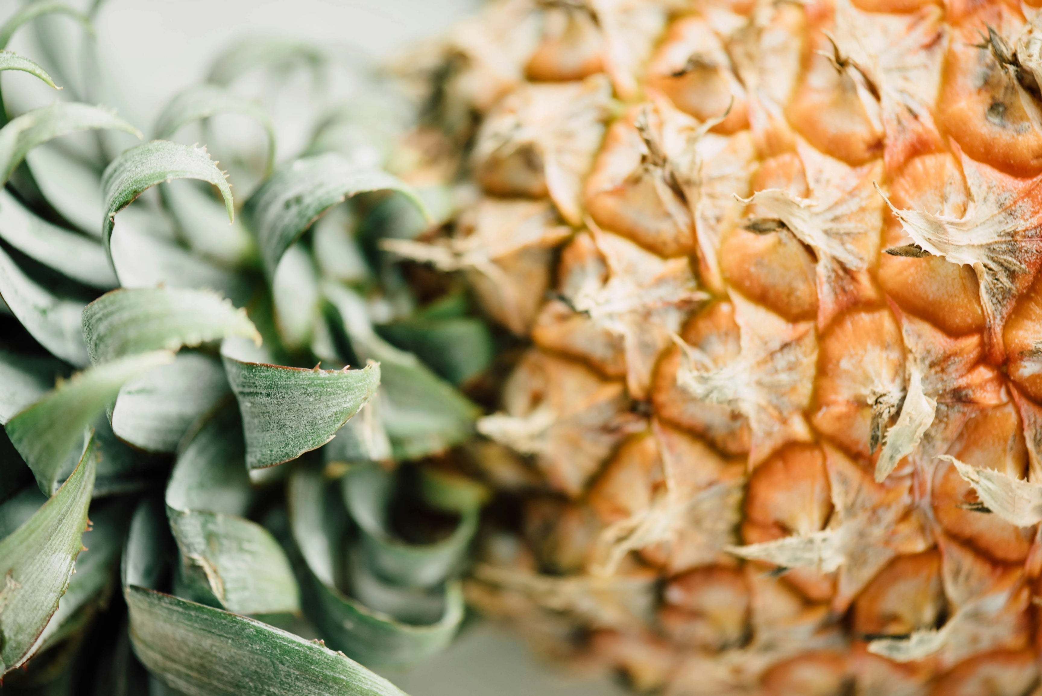 Ananas fibre vegan alternative au cuir animal