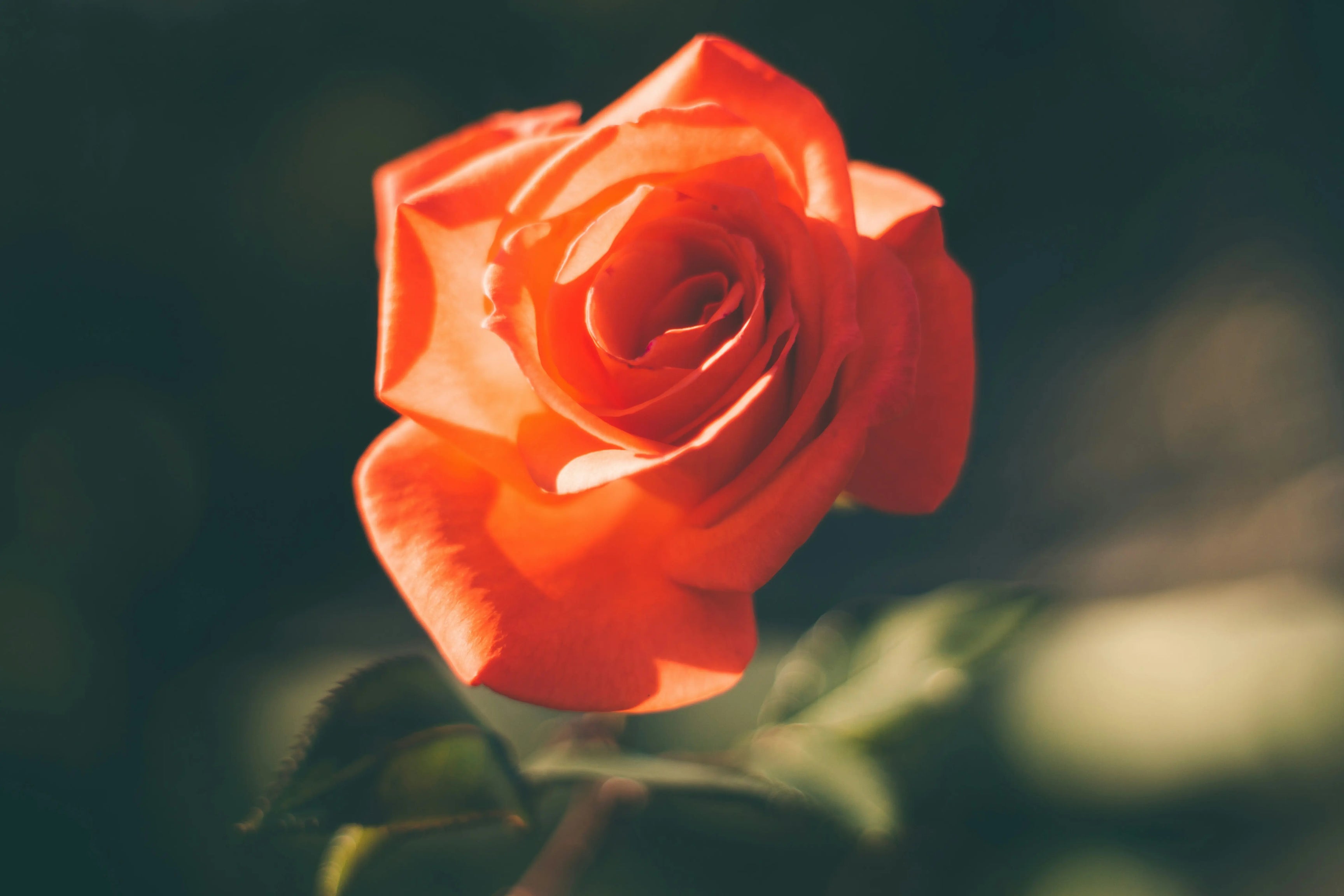 Fibre de rose alternative vegan à la soie