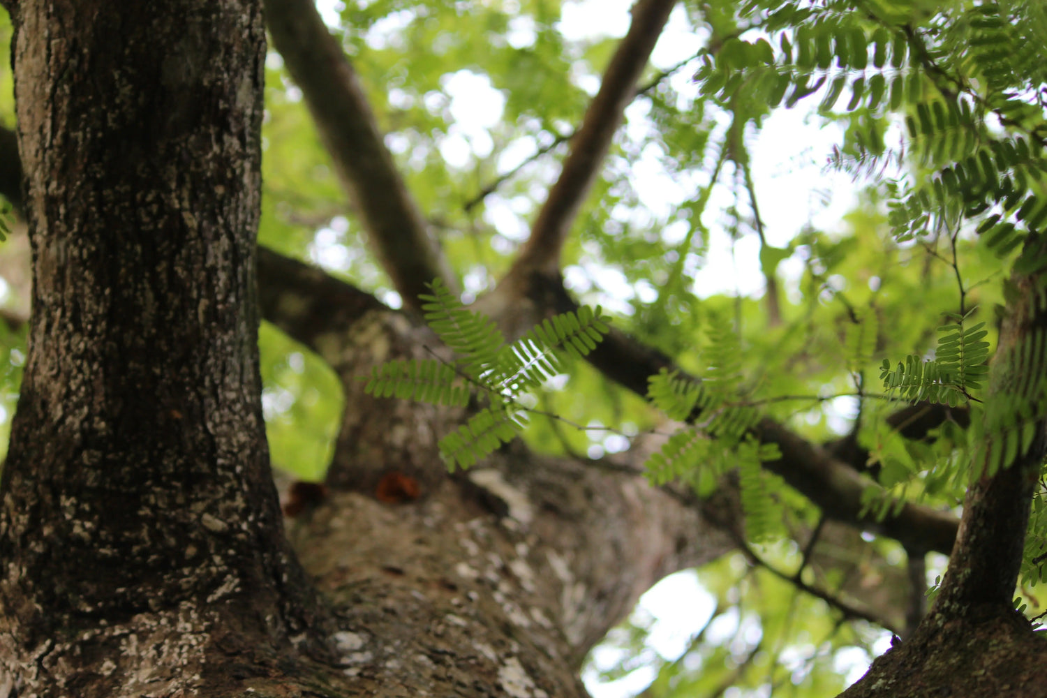 arbre viscose eco-responsable
