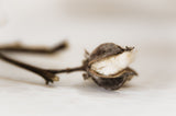 Coton bio