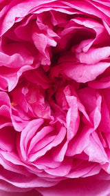 Pétales de roses